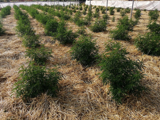 Gli aromi della marijuana: cosa sono e come riconoscerli - SICILIAN FARMER/ ERBA CBD